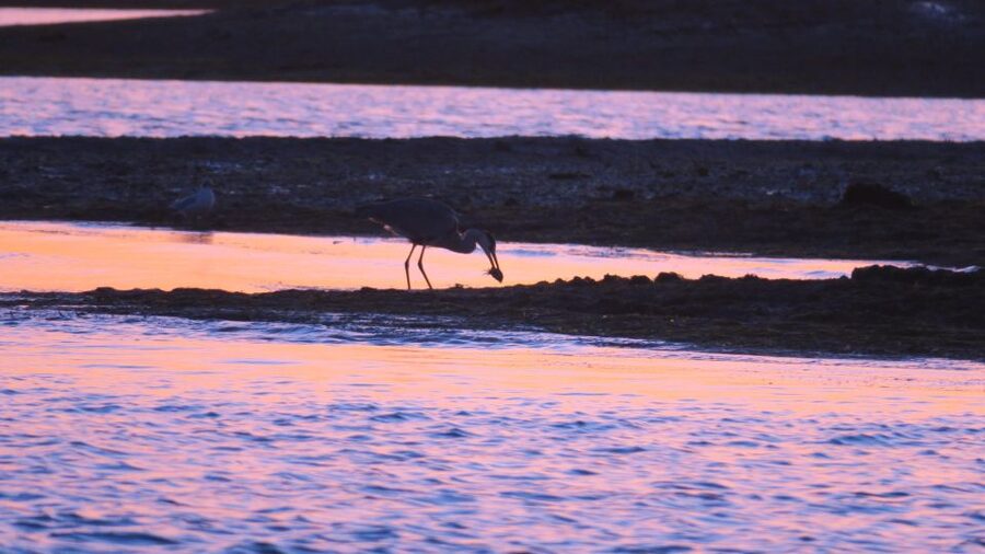 Faro: Ria Formosa Sunset Nature Boat Tour - Faro Photo Moments and the First Stretch of Boat Time