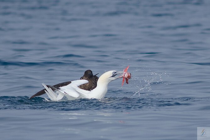 Feathers & Scales - Wildlife Spotting Odds and the Reality of Seasonal Whales