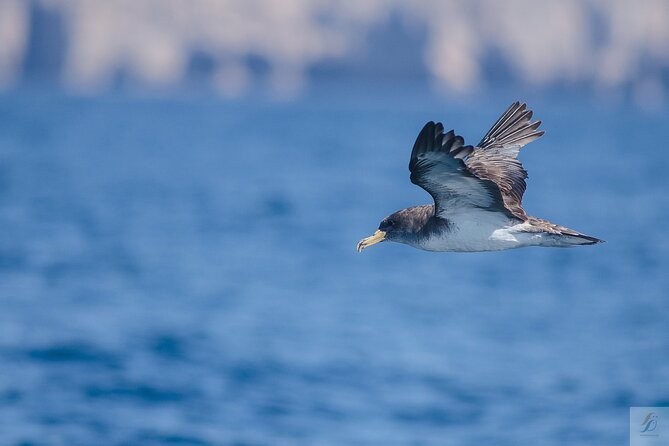 Feathers & Scales - Ride Comfort on Open Water, Bumps Included