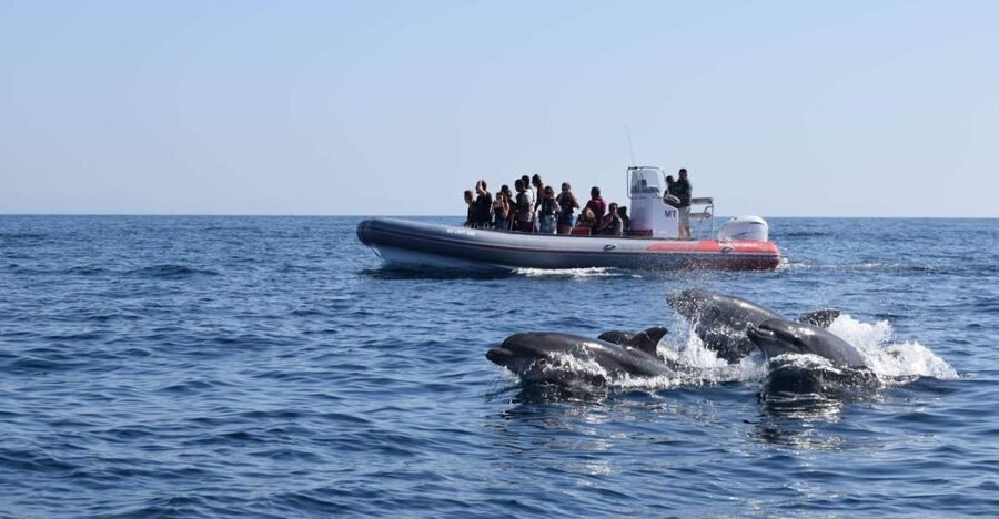 From Albufeira: Benagil Caves and Dolphins Guided Boat Tour - Key Highlights You’ll Actually Feel