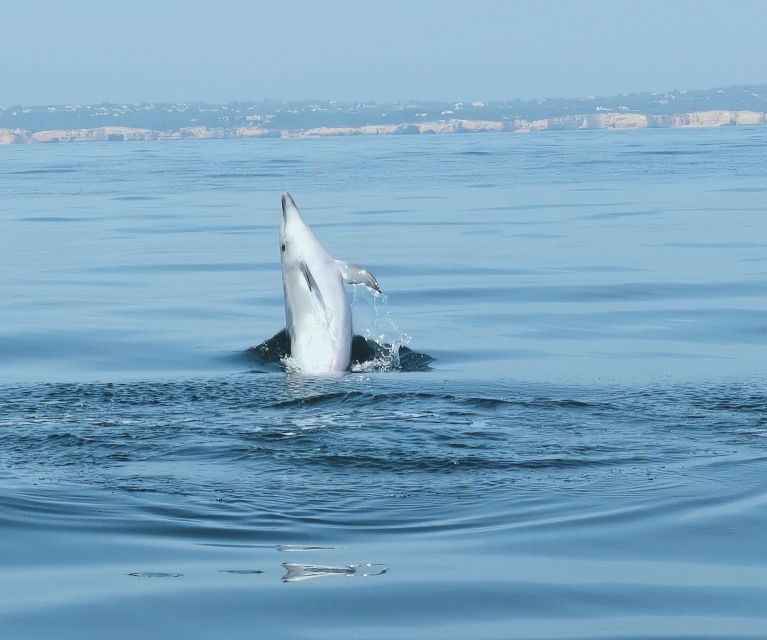 From Albufeira: Benagil Caves and Dolphins Guided Boat Tour - Who This Tour Fits Best, and Who Should Skip It