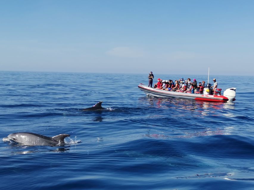 From Albufeira: Benagil Caves and Dolphins Guided Boat Tour - Benagil Caves Along the Coast: Up Close, Not Just From a Distance