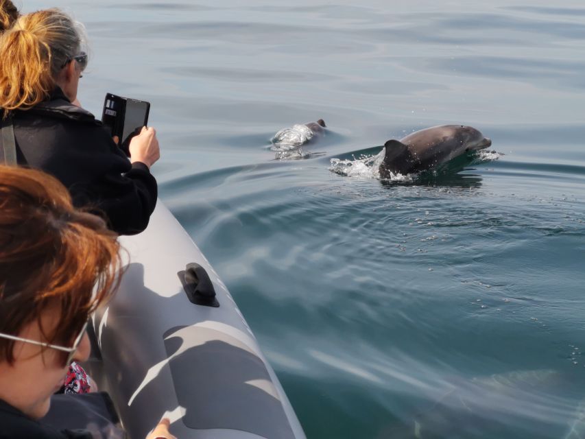 From Albufeira: Benagil Caves and Dolphins Guided Boat Tour - The Sea Swim Break: Enjoy It, But Respect the Conditions