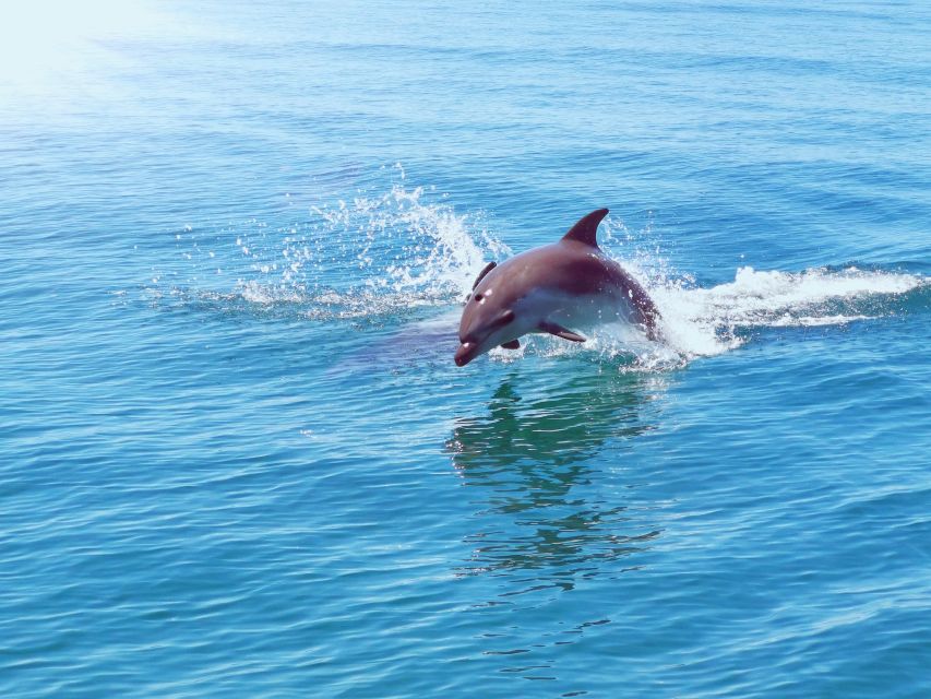 From Albufeira: Benagil Caves and Dolphins Guided Boat Tour - What to Bring for Algarve Sun, Salt Spray, and Quick Swims