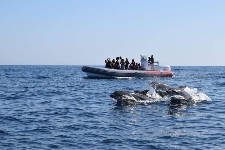 From Albufeira: Benagil Caves and Dolphins Guided Boat Tour - Where You Start at Allboat Marina: Timing That Makes It Smooth
