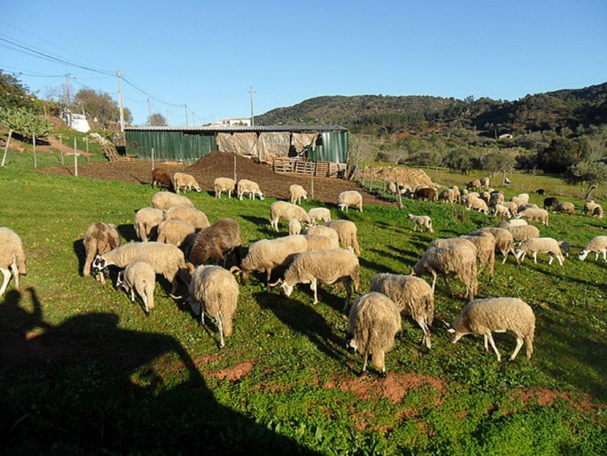 From Albufeira: Half-Day Algarve Jeep Safari - FAQ