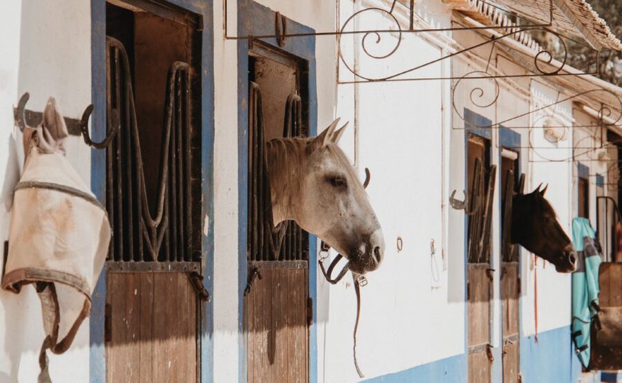 From Albufeira: Half-Day Hidden Gems & Horse Riding Tour - Arriving at the stables: nervous first-time rider comfort
