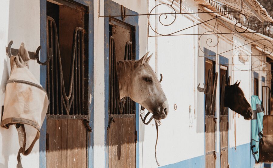 From Albufeira: Horse Riding Tour with Pickup - First time on a horse: what the instruction is really like