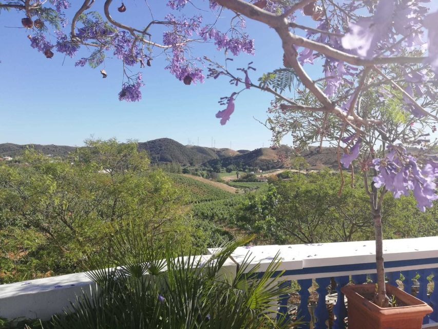 From Albufeira: Wine Tasting & Historic Silves Tour - Trade the Coast for Algarve Wine Country