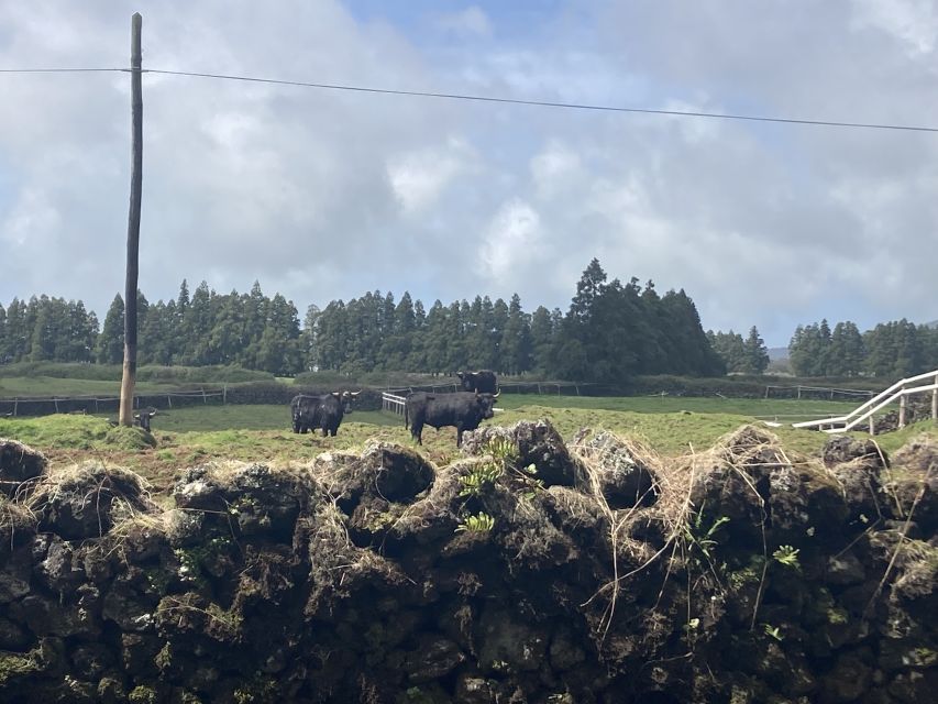 From Angra: Terceira Island Full-Day Tour - Shared group versus private, and why your guide matters
