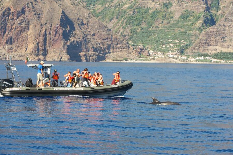 From Calheta: Madeira Whale and Dolphin Watching Boat Tour - From Calheta Marina To Open Water: Getting Aboard The Speed Boat