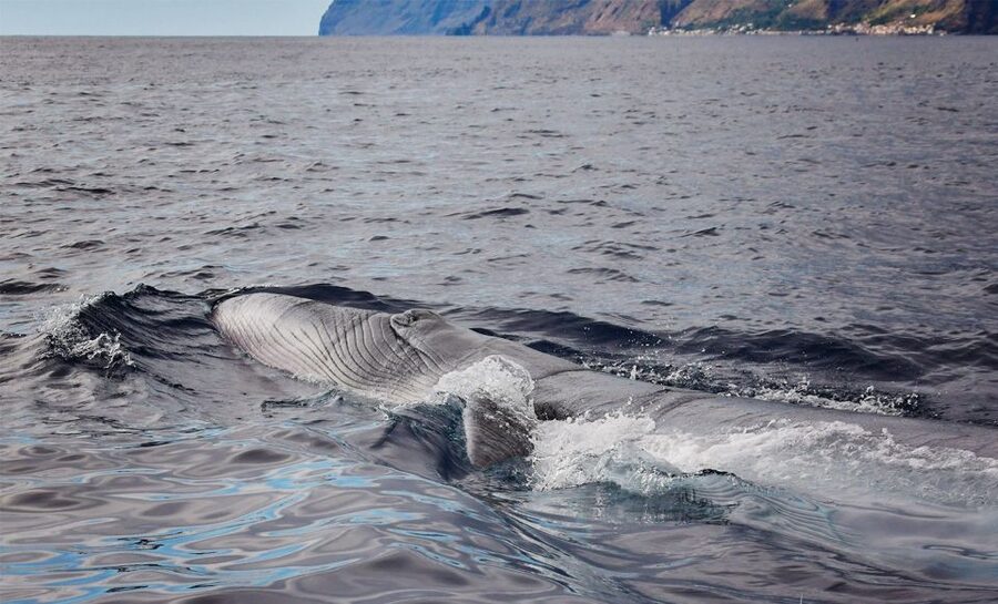 From Calheta: Madeira Whale and Dolphin Watching Boat Tour - What You Might Spot Around Madeira: Whales, Dolphins, Turtles, And More