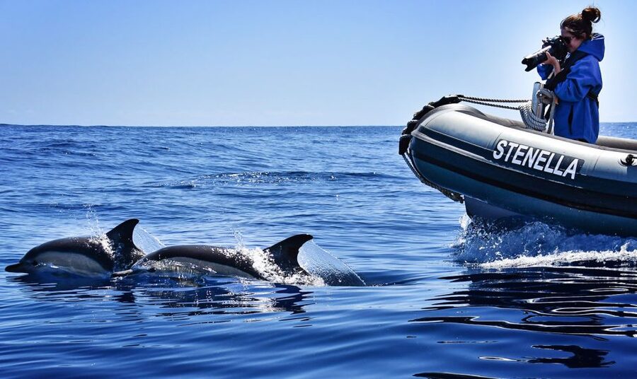 From Calheta: Madeira Whale and Dolphin Watching Boat Tour - Two Hours Of Sea Time, Plus Coast Views On The Way Back