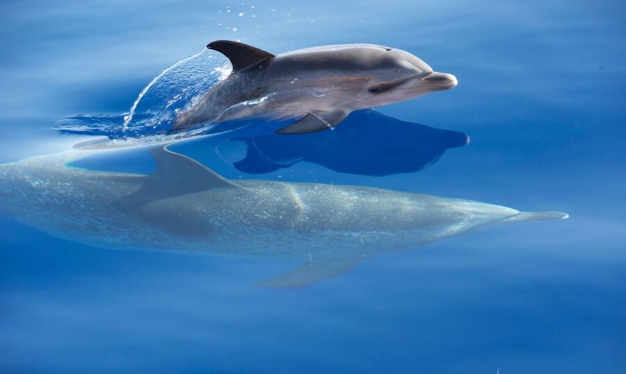 From Calheta: Madeira Whale and Dolphin Watching Boat Tour - Price and Value: Why $67 Can Be A Smart Buy