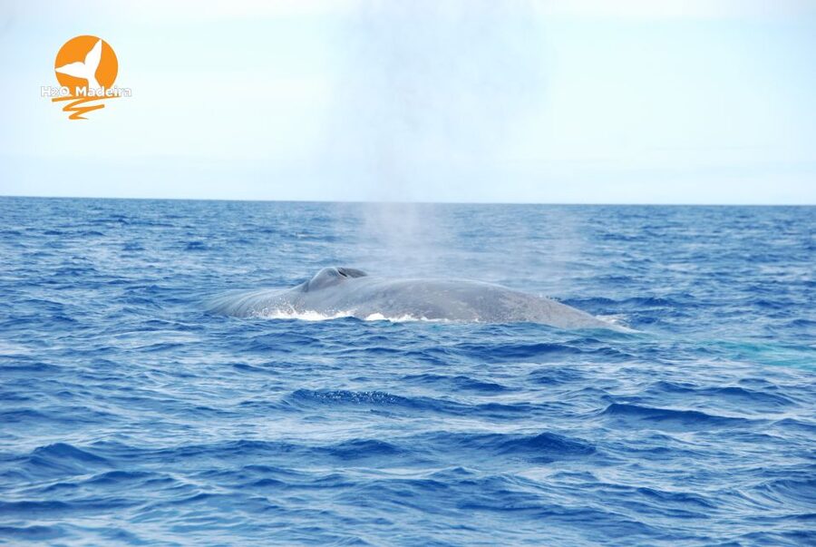 From Calheta: Whale and Dolphin Watching RIB Boat Tour - Key points before you go