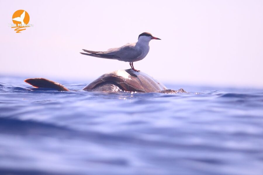 From Calheta: Whale and Dolphin Watching RIB Boat Tour - Should you book H2O Madeira’s whale and dolphin RIB tour