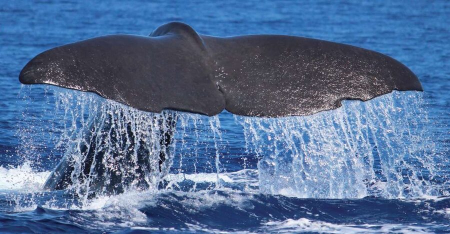 From Calheta: Whale and Dolphin Watching RIB Boat Tour - Getting to H2O Madeira in Calheta, and what to leave behind