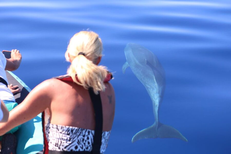 From Calheta: Whale and Dolphin Watching RIB Boat Tour - Wildlife you can hope for, and how close you realistically get