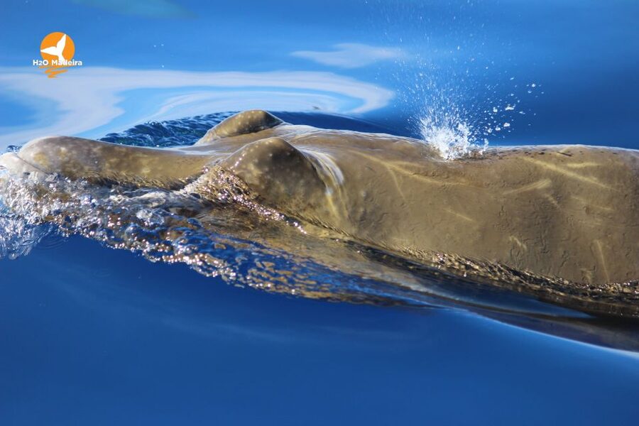 From Calheta: Whale and Dolphin Watching RIB Boat Tour - What Madeira looks like from the water, and why that matters