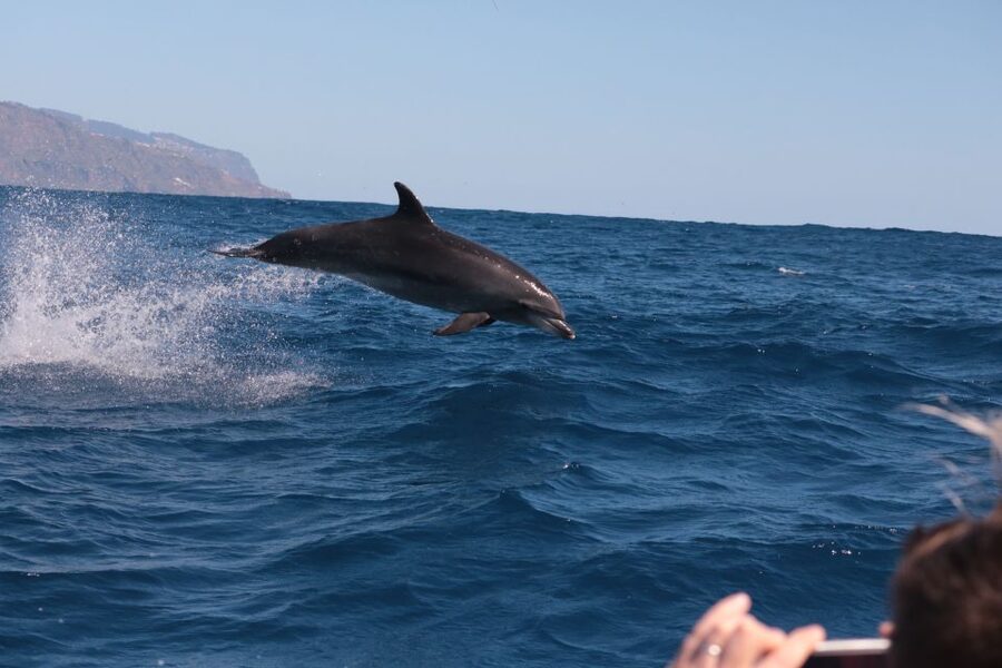 From Calheta: Whale and Dolphin Watching RIB Boat Tour - Price and value, is $70 for 2 hours worth it