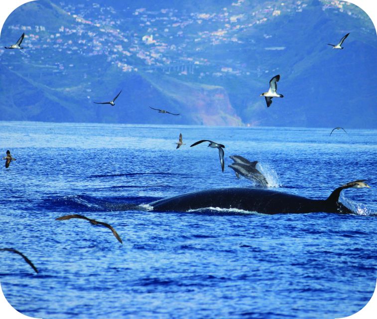 From Calheta: Whale and Dolphin Watching RIB Boat Tour - Who this fits best, and who should choose something else