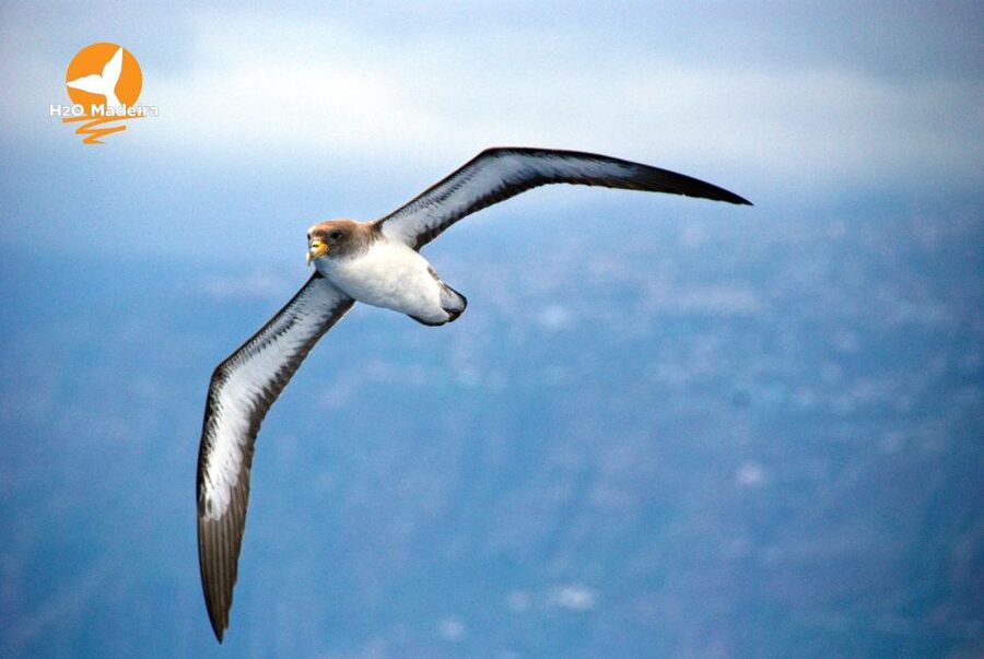From Calheta: Whale and Dolphin Watching RIB Boat Tour - What to pack for a windy RIB day on Madeira