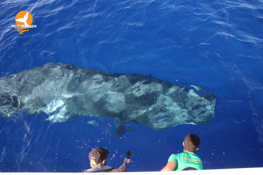 From Calheta: Whale and Dolphin Watching RIB Boat Tour - A practical way to plan your day in Calheta