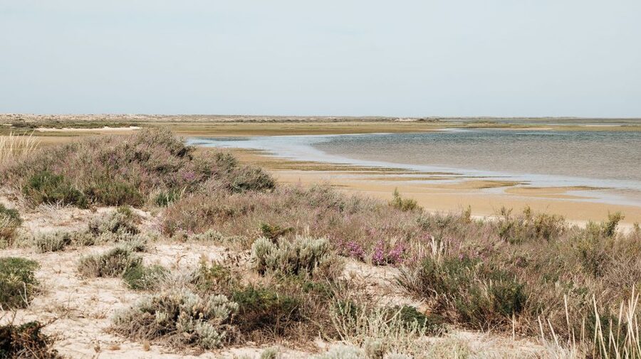 From Faro: Catamaran Boat Trip to Deserta Island with Stop - Practical packing tips that make your day smoother