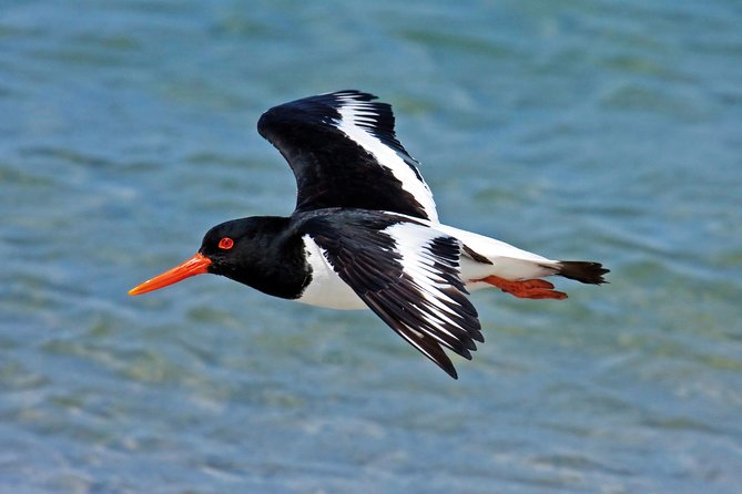 From Faro: Ria Formosa Eco Tour guided by Marine Biologist - Why this Faro to Ilha Deserta day feels worth it