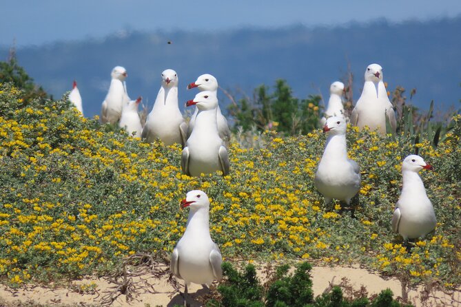 From Faro: Ria Formosa Eco Tour guided by Marine Biologist - Animaris Ilha Deserta: the uninhabited island stop