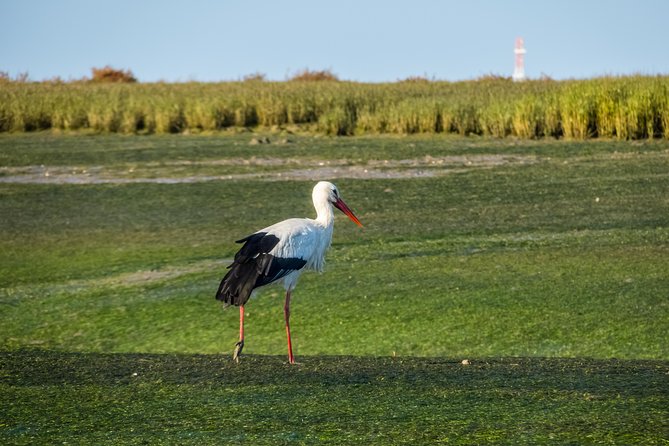 From Faro: Ria Formosa Eco Tour guided by Marine Biologist - How long is this tour, really? (And why it matters)
