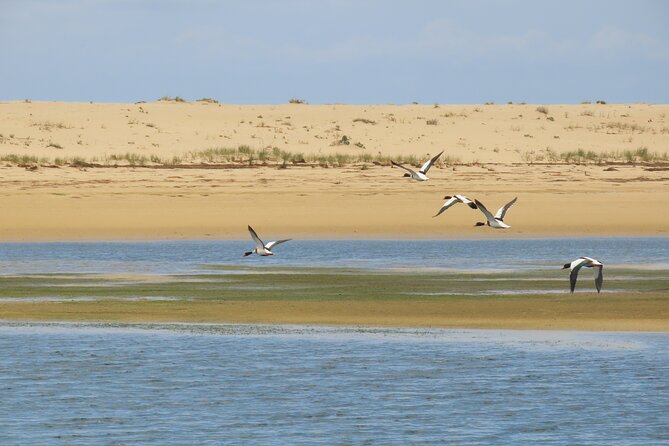 From Faro: Ria Formosa Eco Tour guided by Marine Biologist - Weather, seas, and what can change on the day