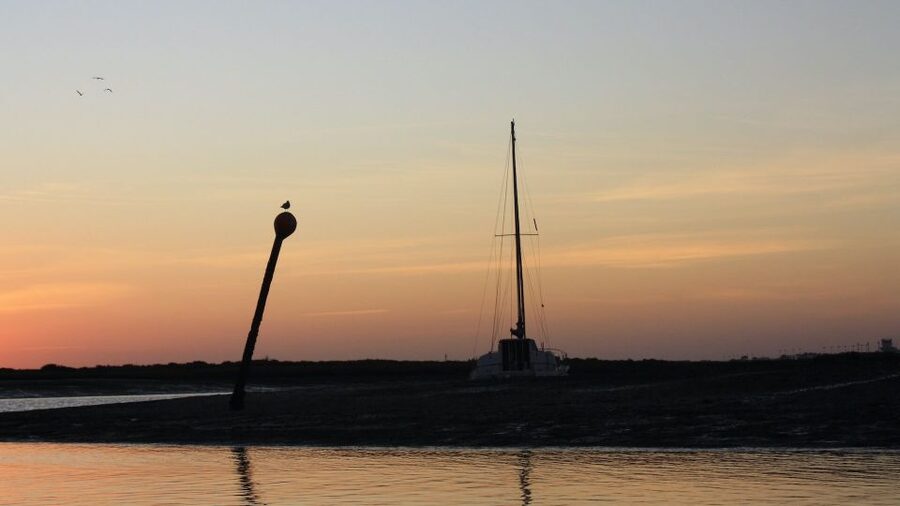 From Faro: Ria Formosa Sunset Boat Trip - Wildlife viewing in the marshes, birds, and the dolphin bonus