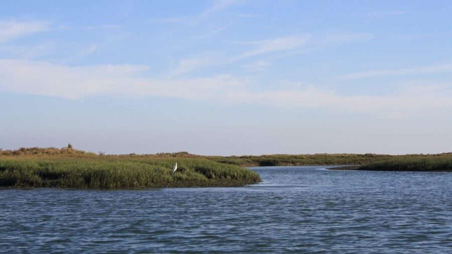 From Faro: Ria Formosa Sunset Boat Trip - Sunset views, onboard vibe, and music versus birds