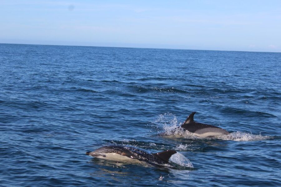 From Faro: Wildlife and Dolphin-Watching Speedboat Tour - Key things that make this tour worthwhile