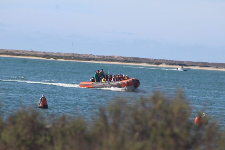 From Faro: Wildlife and Dolphin-Watching Speedboat Tour - Faro Dolphin-Watching by Speedboat: What You Really Get