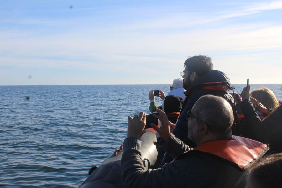 From Faro: Wildlife and Dolphin-Watching Speedboat Tour - The speedboat portion: faster access, more movement