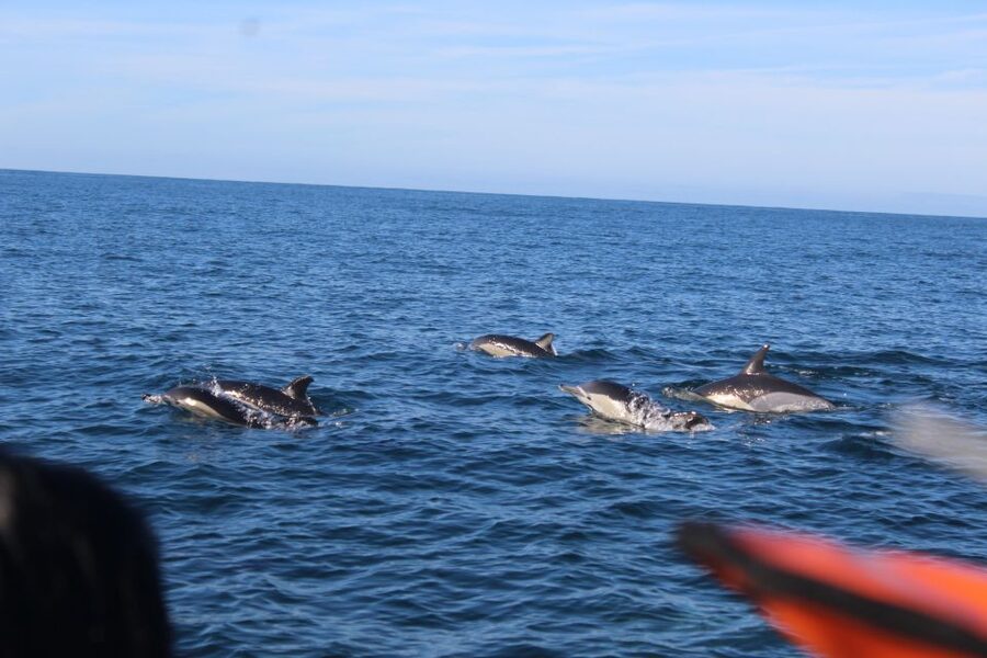 From Faro: Wildlife and Dolphin-Watching Speedboat Tour - Parque Natural da Ria Formosa: the winding waterways stop that sets the tone