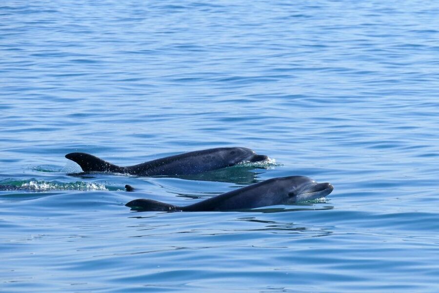 From Faro: Wildlife and Dolphin-Watching Speedboat Tour - Cape St. Mary: where coastlines start telling two stories