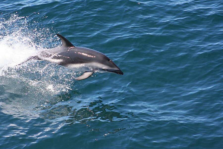 From Faro: Wildlife and Dolphin-Watching Speedboat Tour - The ocean dolphin-watching stretches: how the search plays out