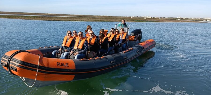 From Faro: Wildlife and Dolphin-Watching Speedboat Tour - Who should book this Faro speedboat wildlife tour