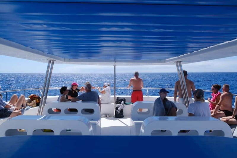 From Funchal: Ecological Catamaran Dolphin Whale Watching - Price and value: what you get for about $40
