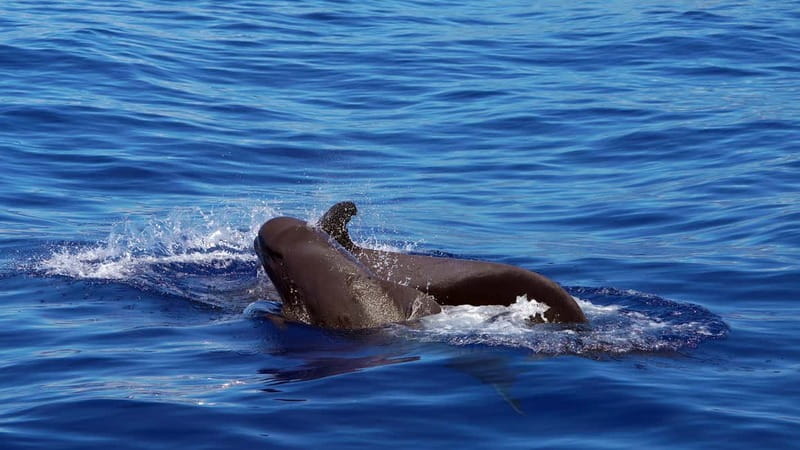 From Funchal: Ecological Catamaran Dolphin Whale Watching - The Eco-catamaran setup: comfort first, wildlife second