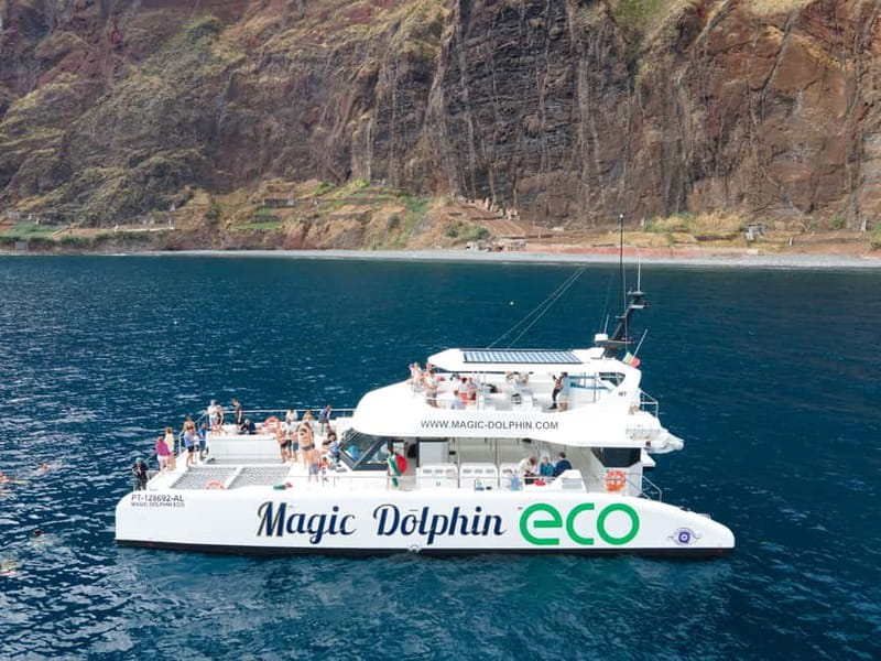 From Funchal: Ecological Catamaran Dolphin Whale Watching - What you can see offshore: dolphins, whales, and more