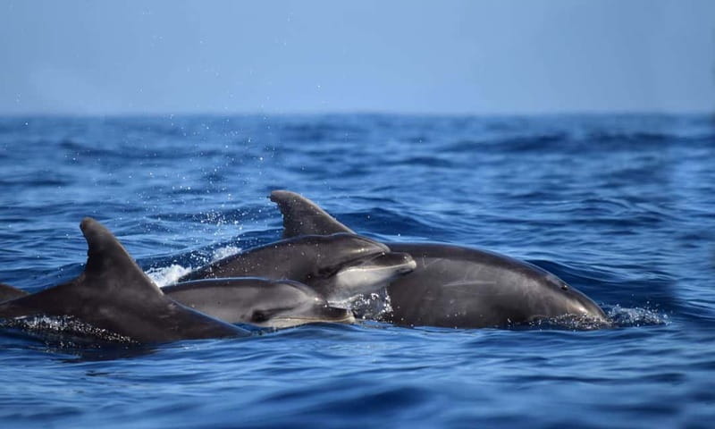 From Funchal: Ecological Catamaran Dolphin Whale Watching - Duration and pacing: a half-day that feels worth it
