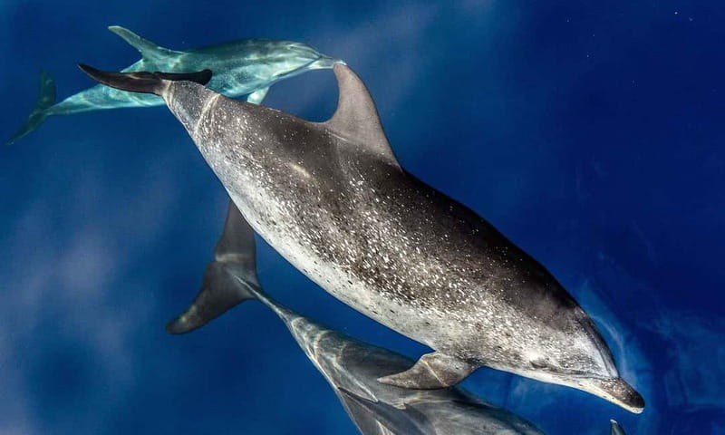 From Funchal: Ecological Catamaran Dolphin Whale Watching - How the spotting works from land to sea
