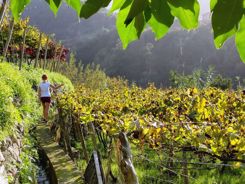 From Funchal: Full-Day Madeira Wine Tour with Lunch - Madeira Wine in One Day: What You’re Really Buying