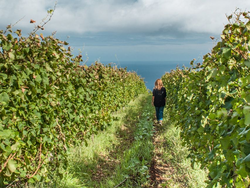 From Funchal: Full-Day Madeira Wine Tour with Lunch - The Laurissilva UNESCO Drive: Scenery With a Purpose