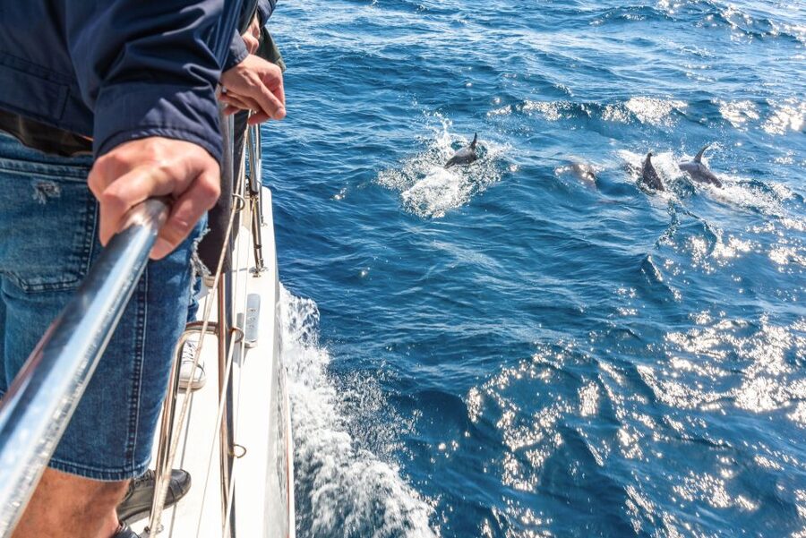 From Funchal: Madeira Dolphin and Whale Watching Tour - Key Highlights Worth Knowing