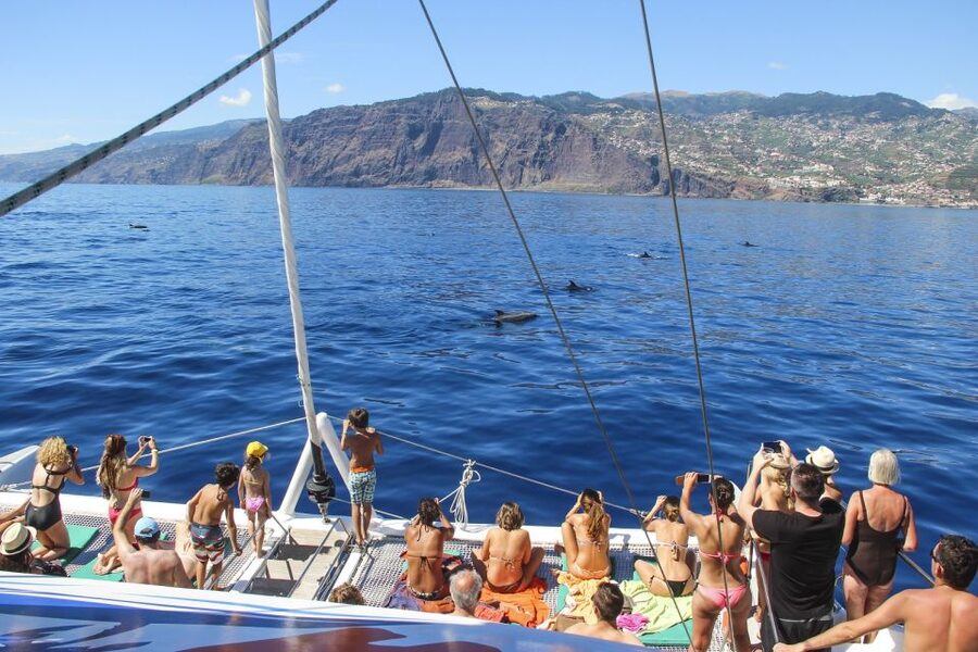 From Funchal: Madeira Dolphin and Whale Watching Tour - Free Second Trip if Cetaceans Are Skipped: A Big Value Lever